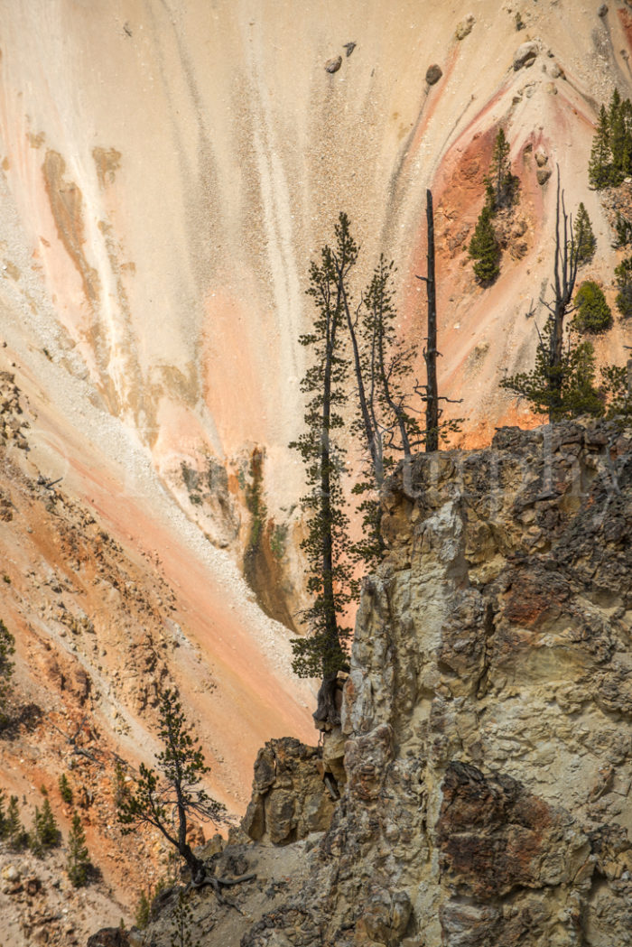 Lodgepole Pine Grand Canyon Wall