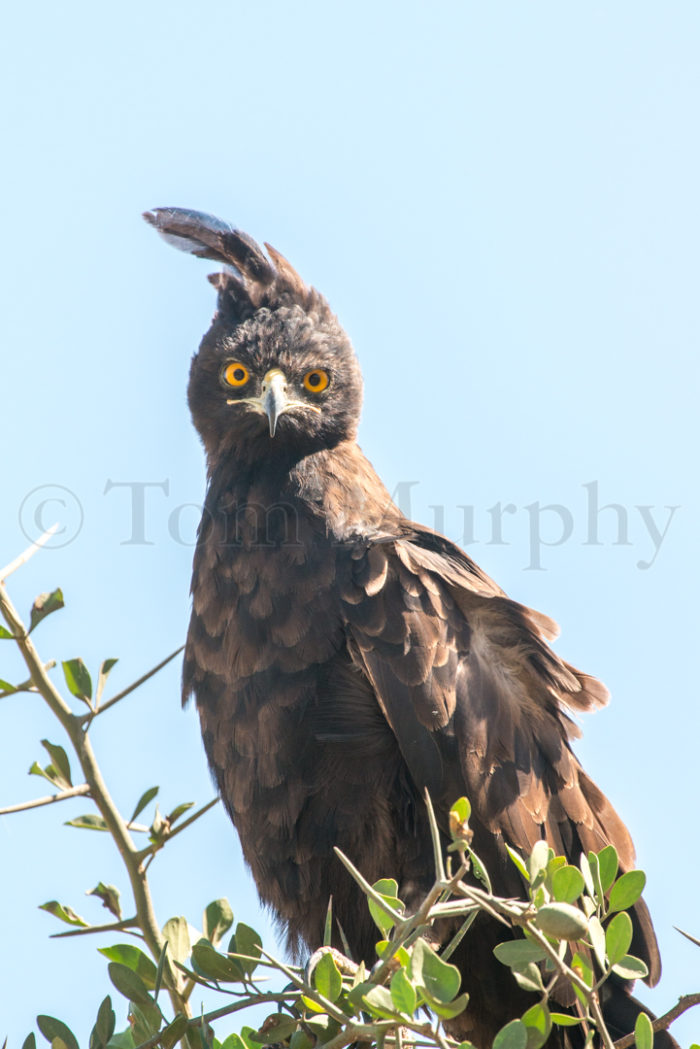 Long Cresed Eagle
