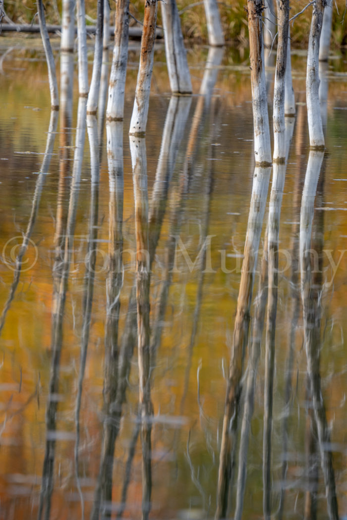 Mineralized Trees Autumn Reflections