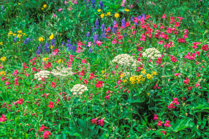Monkey Flowers