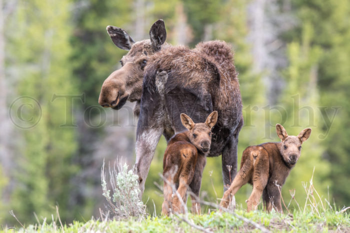 Moose Cow Calves