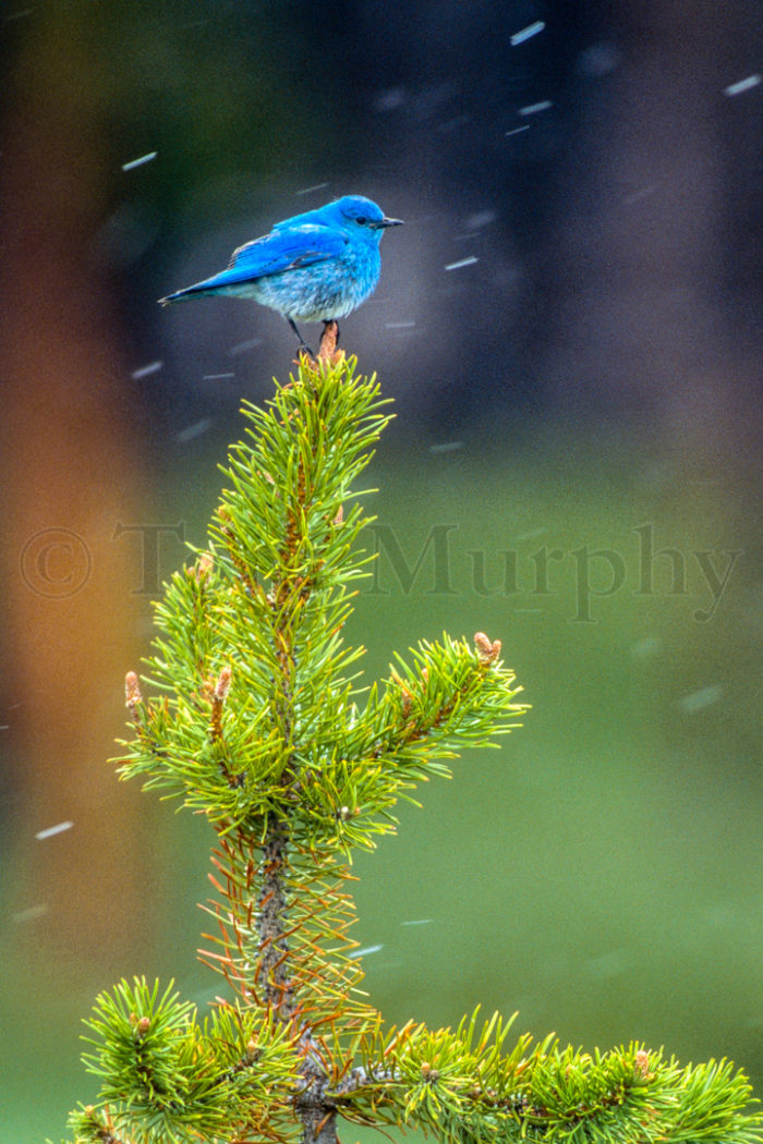 Mountain Blue Bird Snowflakes