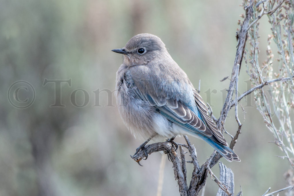 Mountain Bluebird Female – Tom Murphy Photography