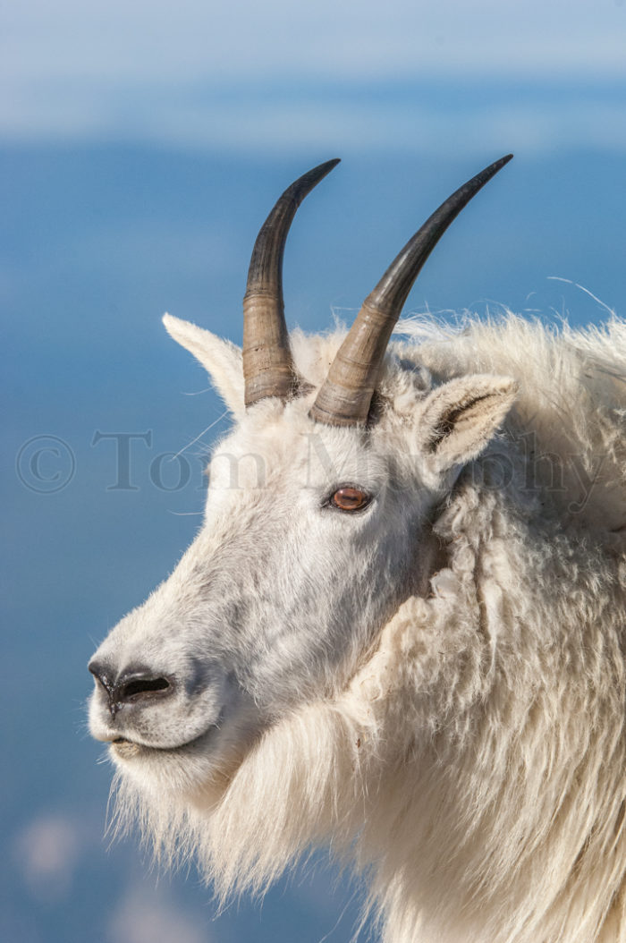 Mountain Goat