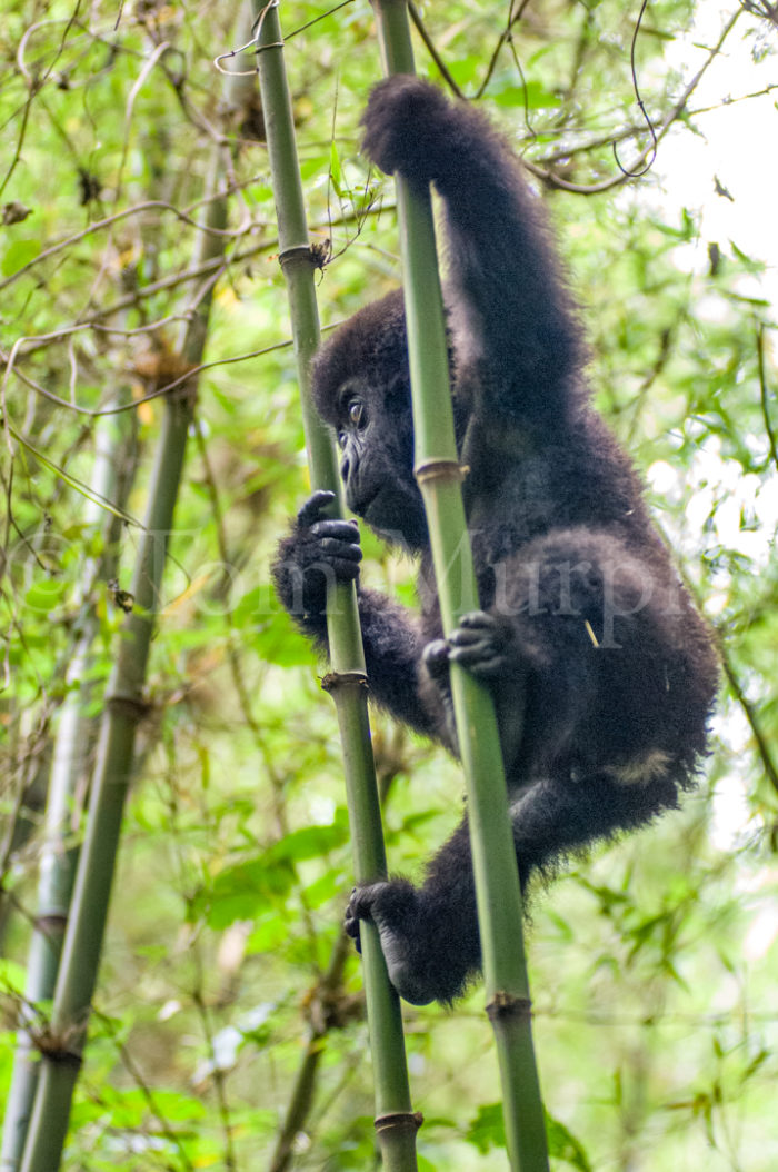 Mountain Gorilla Infant Climbing Bamboo