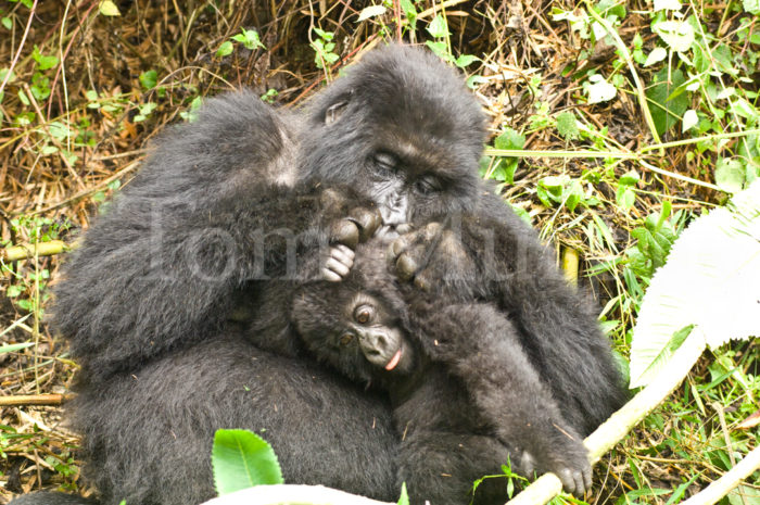 Mountain Gorilla Mom Grooming Infant