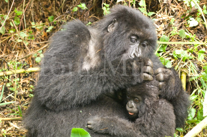 Mountain Gorilla Mom Grooming Infant