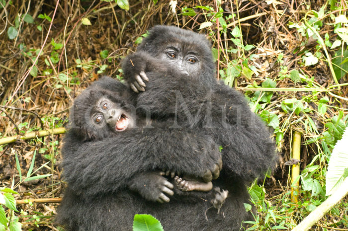 Mountain Gorilla Mom Grooming Infant