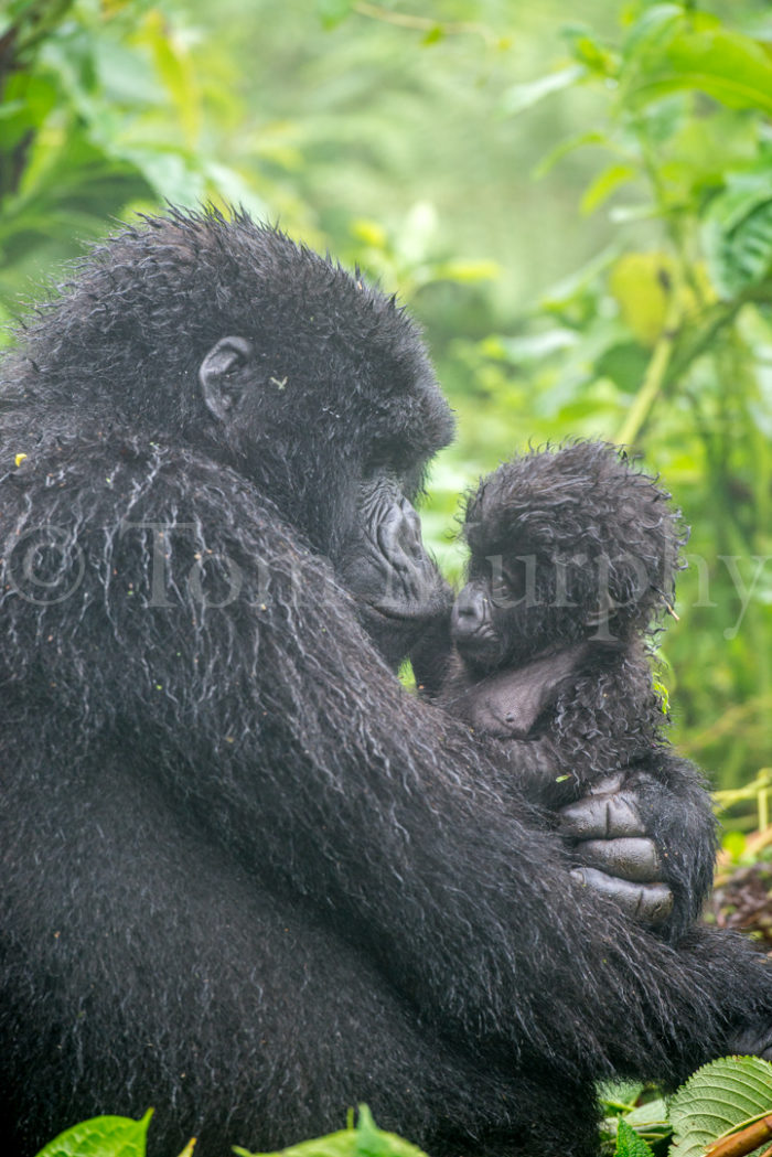 Mountain Gorilla Mom Newborn Hugging