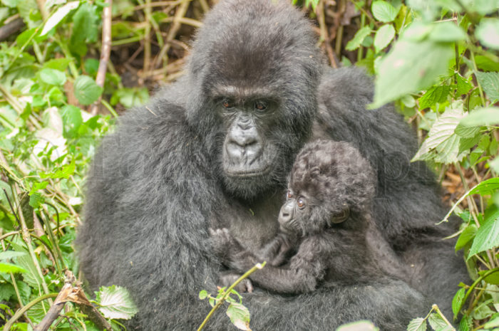 Mountain Gorilla Newborn Mom