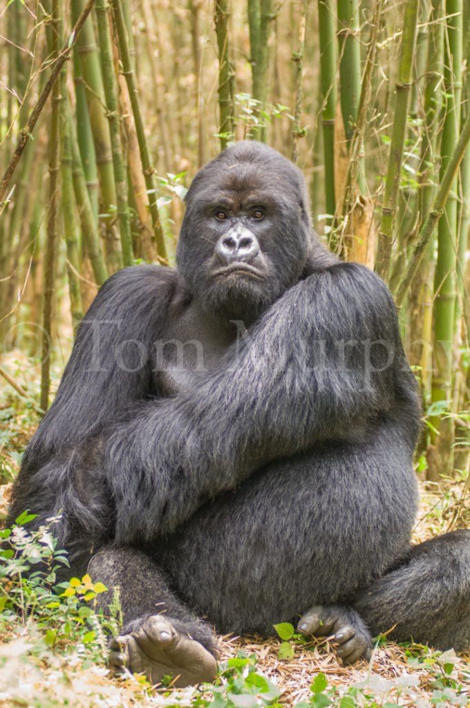 Mountain Gorilla Silverback – Tom Murphy Photography