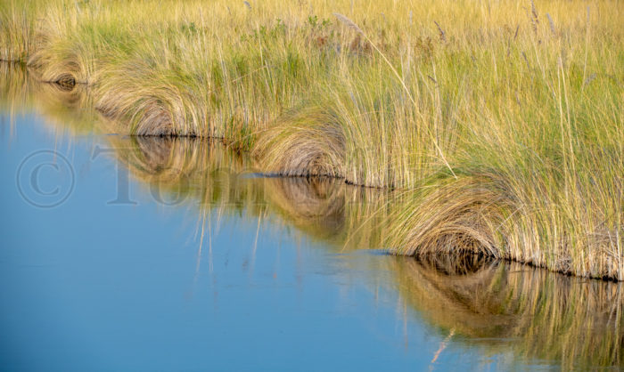 Okovango Delta Grasses