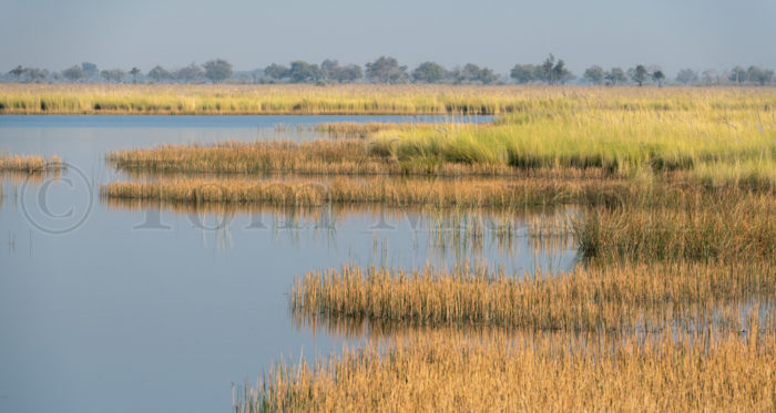 Okovango Delta Grasses