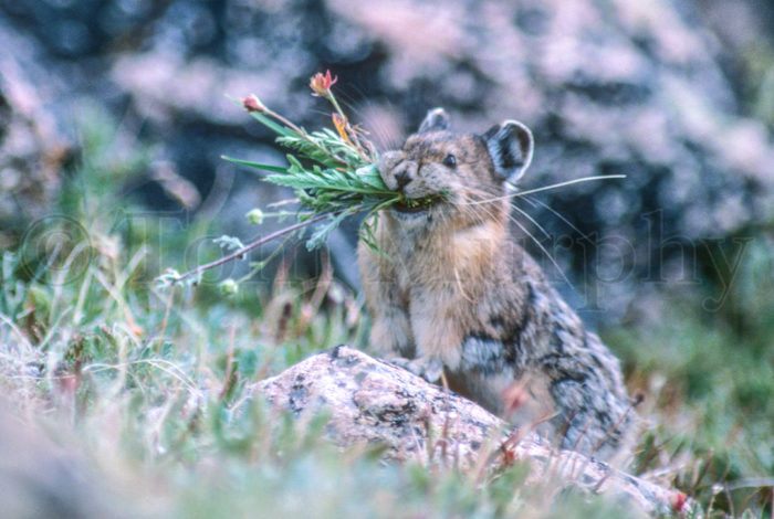Pika Bouquet