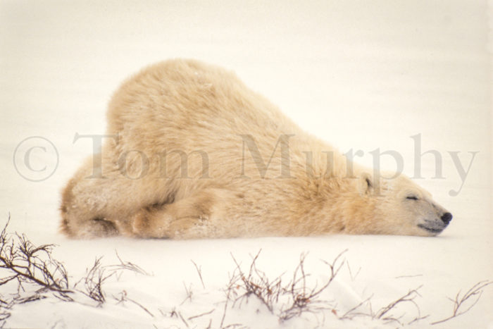 Polar Bear Cub Cleaning Chin