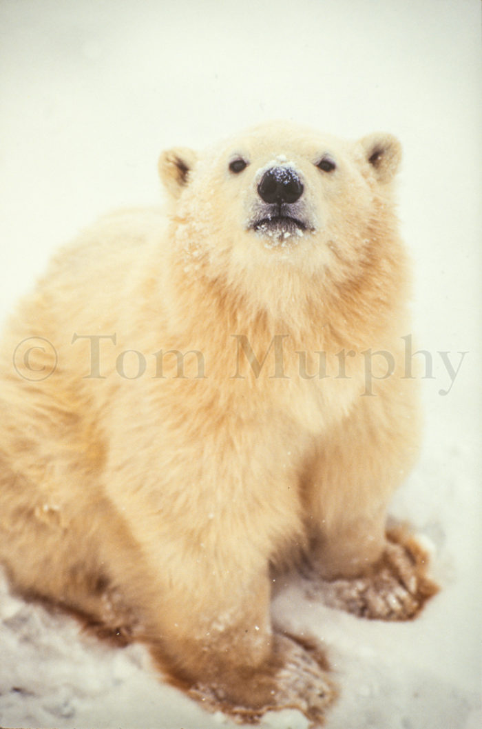 Polar Bear Cub Curious