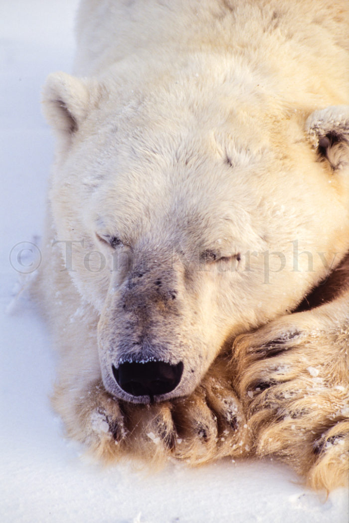 Polar Bear Sleeping