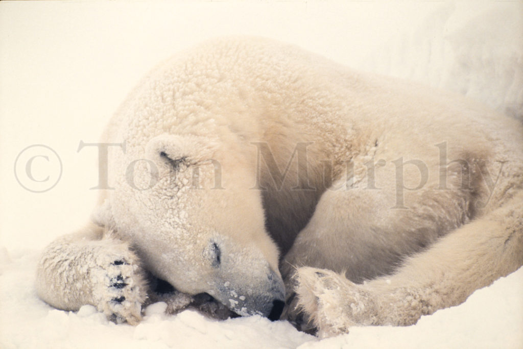 PolarBearSleeping_1987-