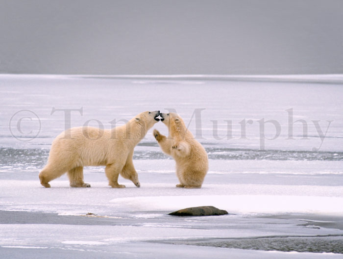 Polar Bear Sow Cub Nose To Nose