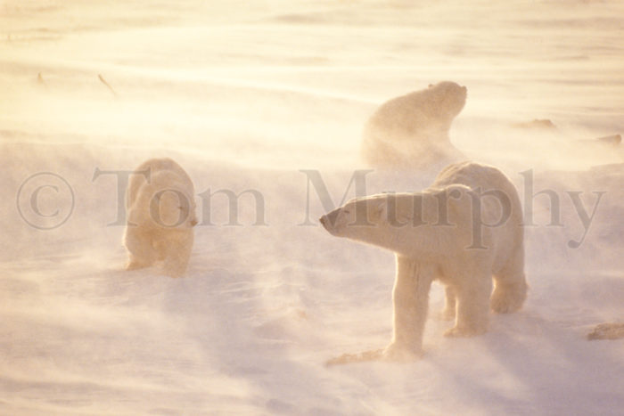 Polar Bear Sow & Cubs Blowing Snow
