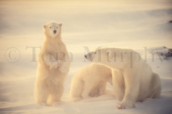 Polar Bear Sow Cubs