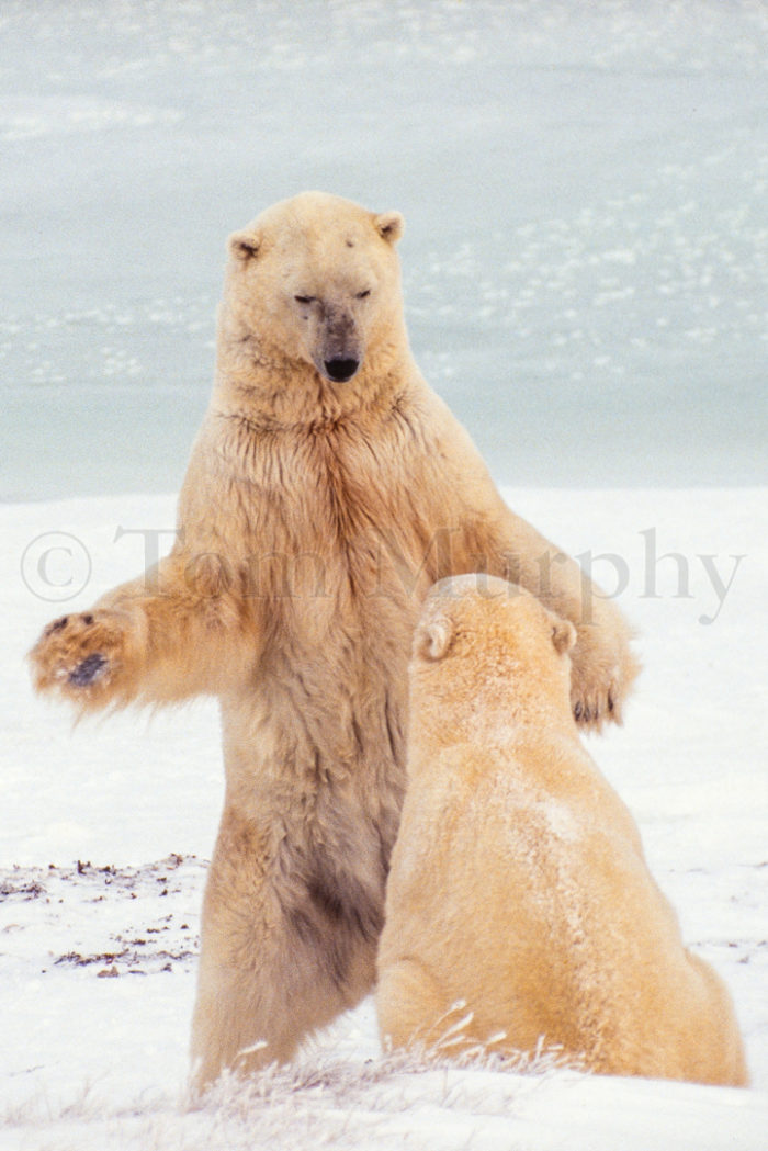 Polar Bears Playfighting