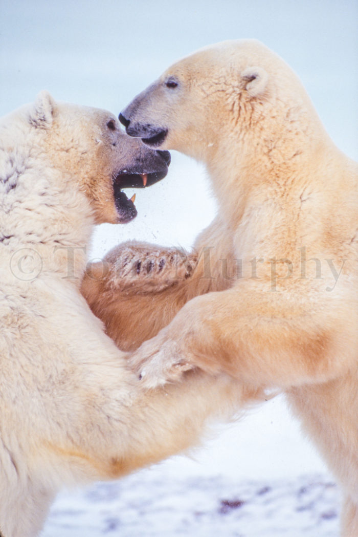 Polar Bears Playing