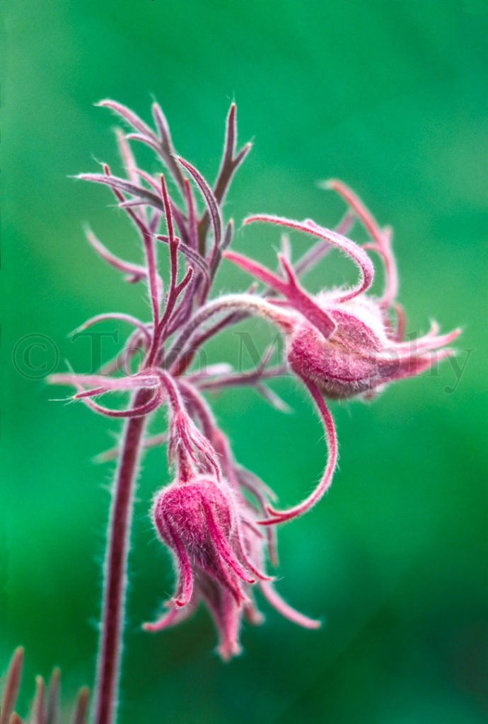 PrairieSmokeFlowers_50412-