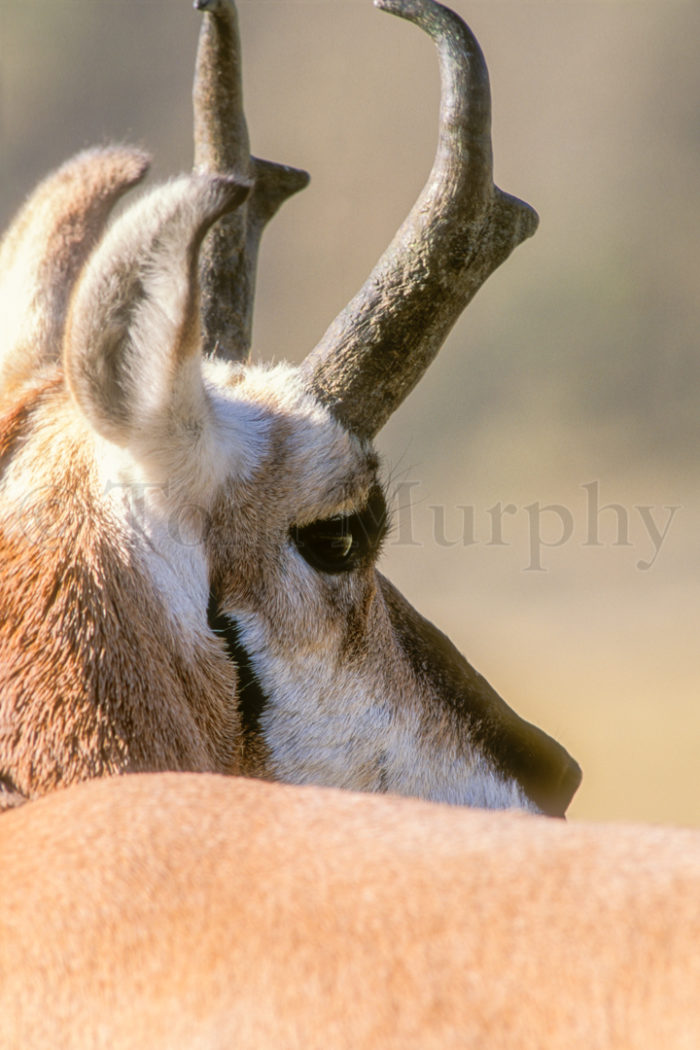 Pronghorn Antelope Buck Head