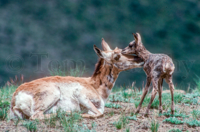 Pronghorn Antelope Doe Newborn