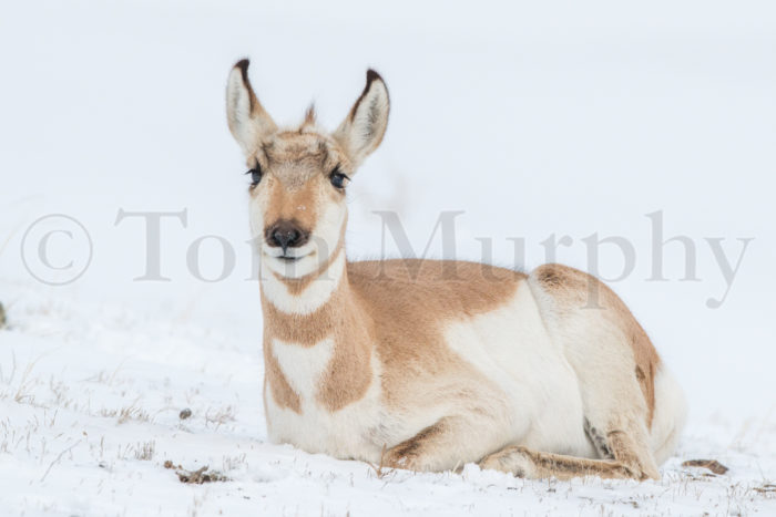 Pronghorn Antelope Doe