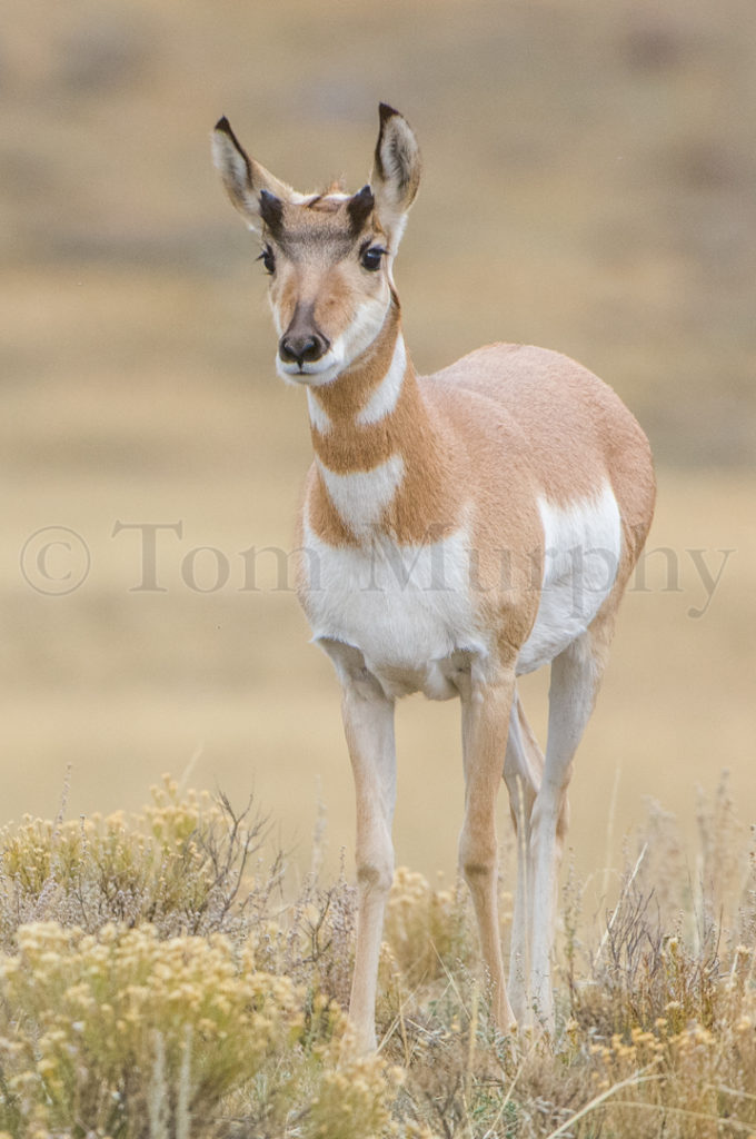 Pronghorn Antelope Juvenile Tom Murphy Photography Pronghorn Antelope Juvenile Tom Murphy Photography