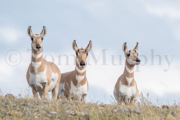 Pronghorn Antelpe Does