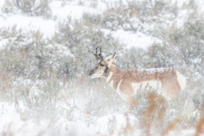 Pronghorn Buck Snowstorm