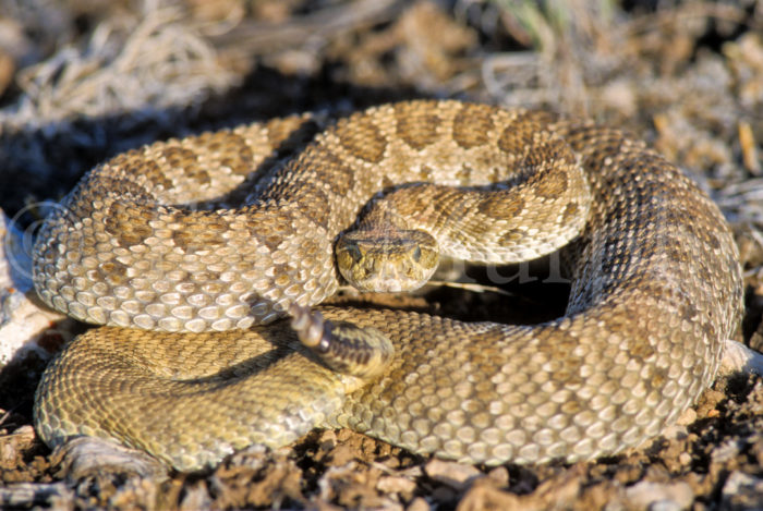 Rattlesnake Coiled