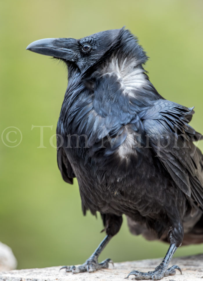 Raven Blowing  Feathers