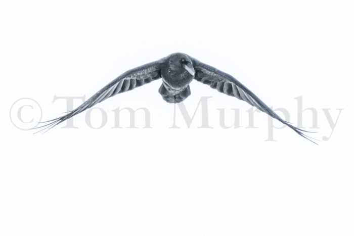 Raven Flying