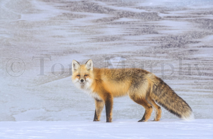 Red Fox Frosty Ice