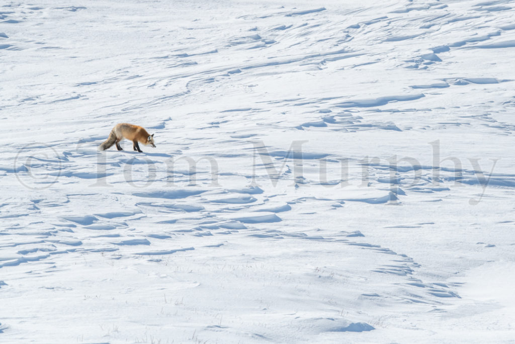 Red Fox Hunting Snow Drifts – Tom Murphy Photography