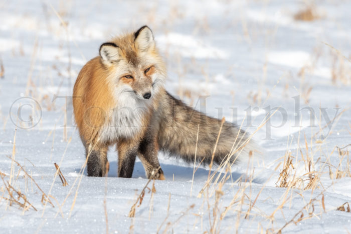 Red Fox Hunting