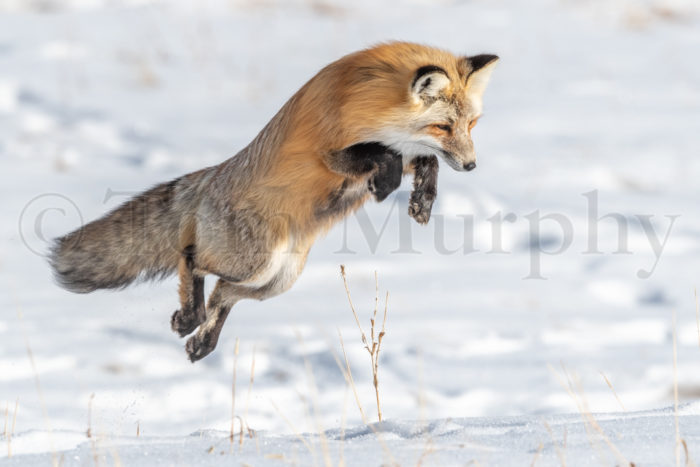 Red Fox Jumping Hunting