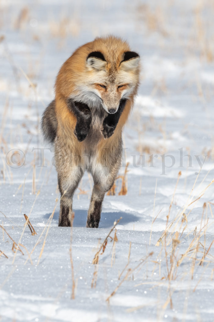 Red Fox Jumping Hunting