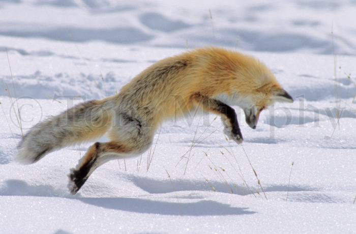 Red Fox Jumping