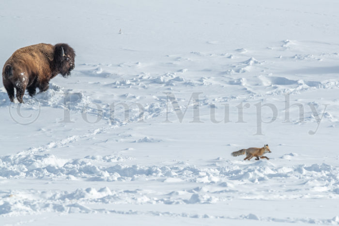 Red Fox Walking In Snow Bison Bull