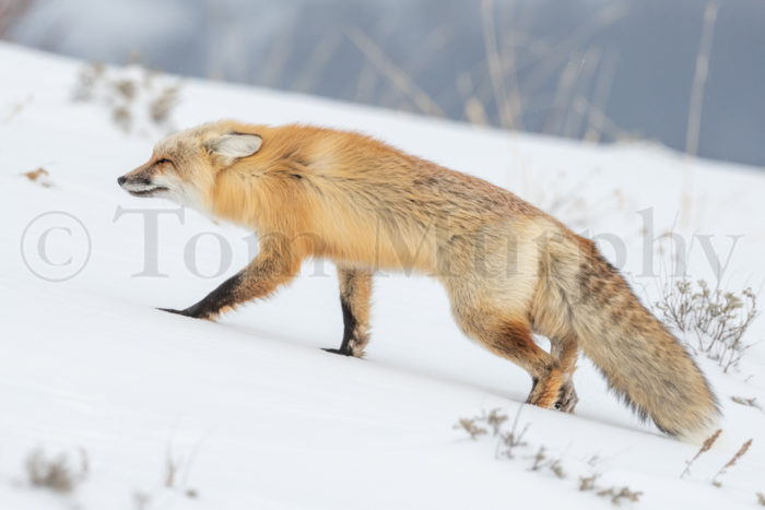 Red Fox Walking In Snow