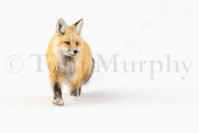 Red Fox Walking Snow