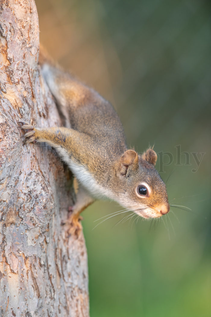 Red Squirrel