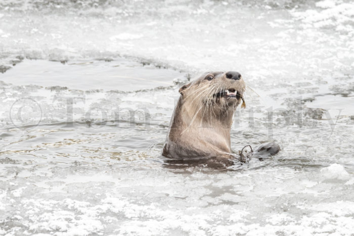 River Otter Edge Of Ice Fish