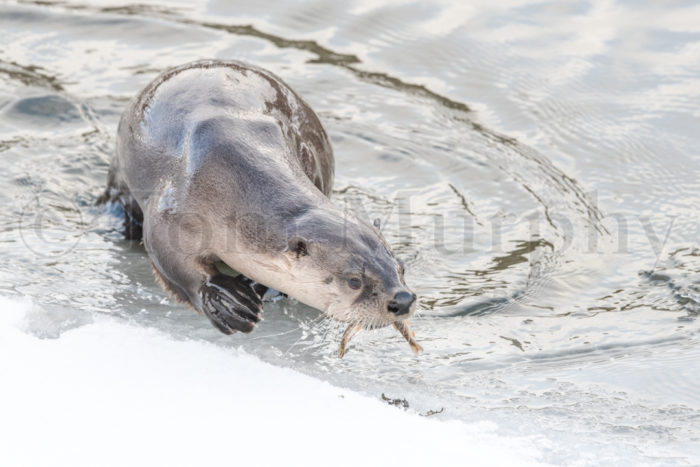 River Otter Edge Of Ice Fish