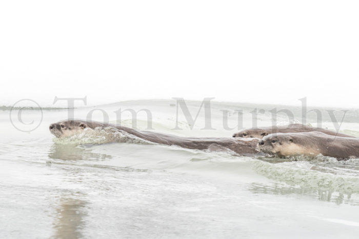 River Otter Swimming